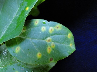 Crabapple Rust