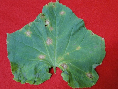 Cucumber Anthracnose