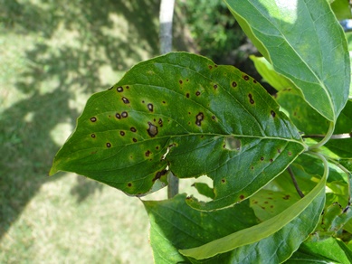 bacterial leaf spot chili