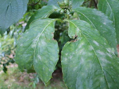 Dogwood Powdery Mildew