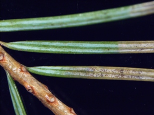 Douglas Fir Rhizosphaera Needle Cast