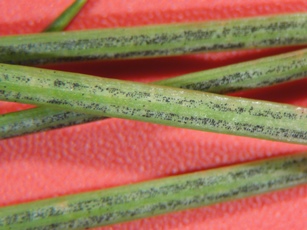 Douglas Fir Swiss Needle Cast