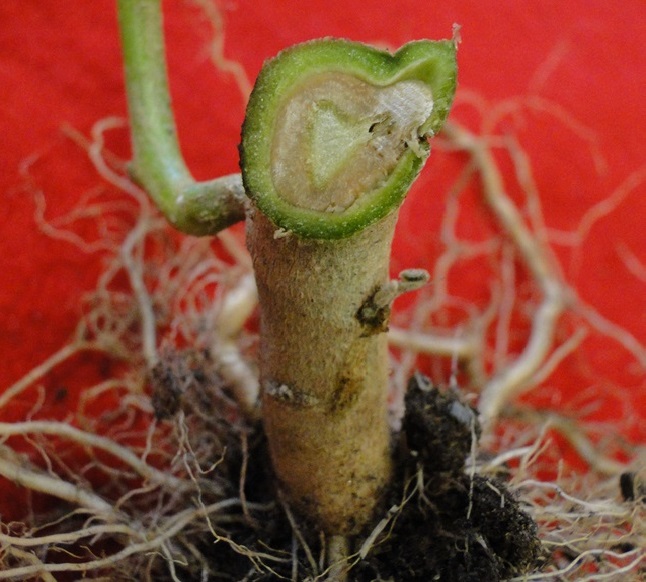 Eggplant Verticillium Wilt