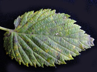 Elm Stegophora Leaf Spot