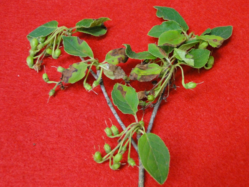 Enkianthus Anthracnose