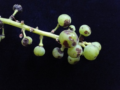 Grape Anthracnose