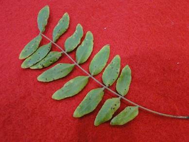 Honey Locust Cercospora Leaf Spot