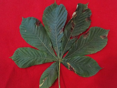 Horse Chestnut Leaf Blotch