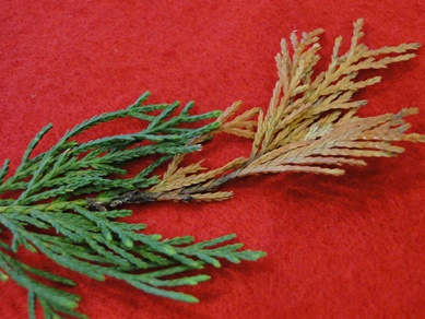 Leyland Cypress Seiridium Canker