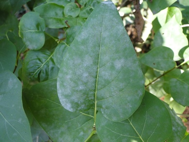 Lilac Powdery Mildew