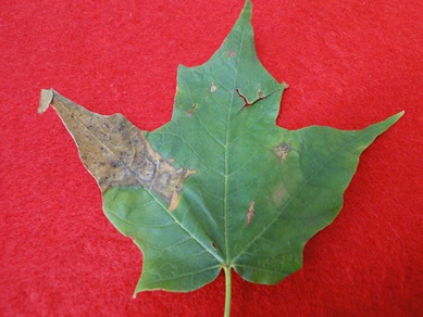 Maple Anthracnose