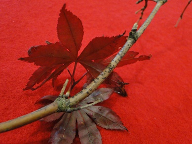 Maple Botryosphaeria Canker