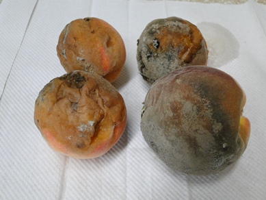 Peach Brown Rot