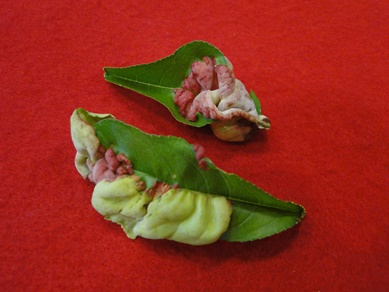 Peach Leaf Curl