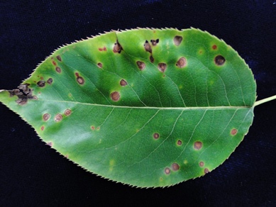 Pear Fabraea Leaf Spot