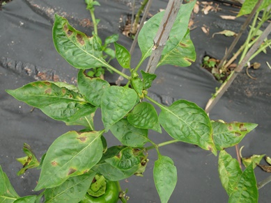 bacterial leaf spot chili