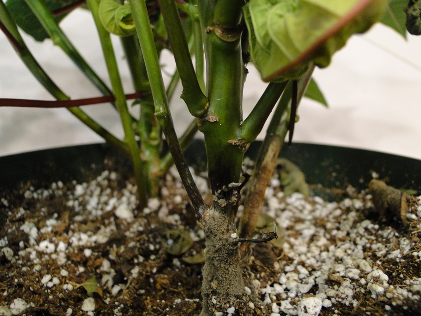 Poinsettia Botrytis Blight