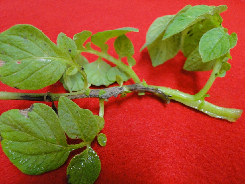 Potato Late Blight