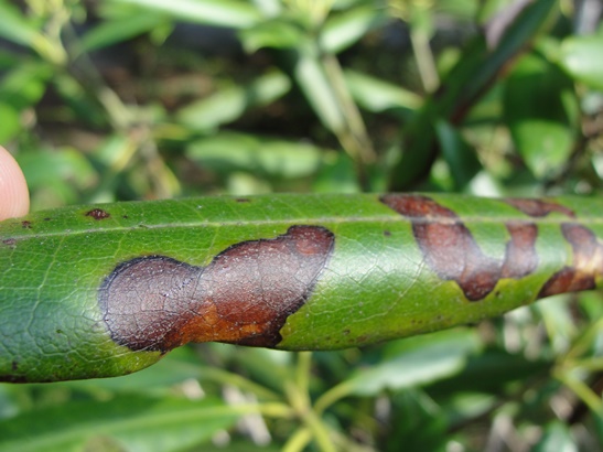 Rhododendron Fungal Leaf Spot