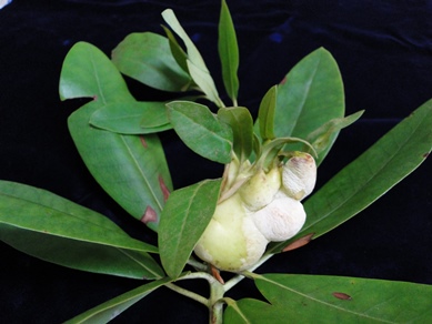 Rhododendron Leaf Gall