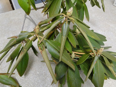 Rhododendron Winter Injury