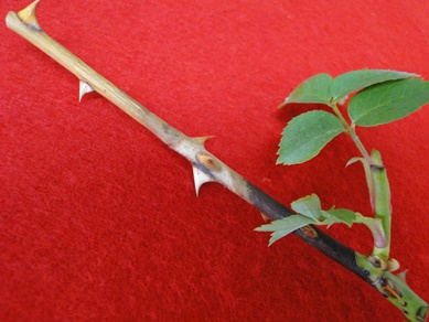 Rose Brand Canker