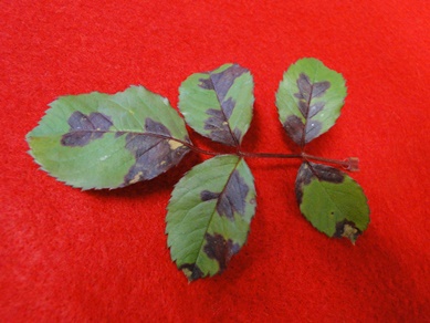 Rose Downy Mildew