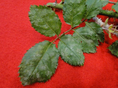 Rose Powdery Mildew