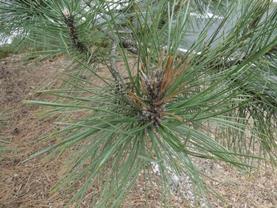 Scots Pine Diplodia Blight