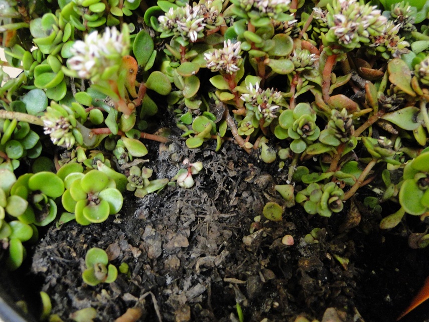 Sedum Botrytis Blight