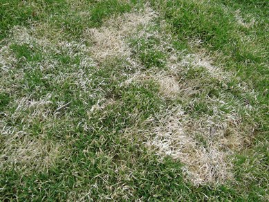 Snow Mold