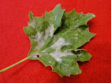 Sycamore Powdery Mildew