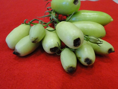 Tomato Blossom End Rot