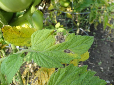 Tomato Early Blight