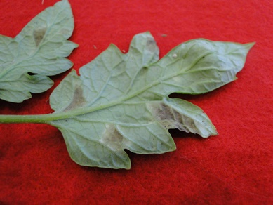 Tomato Leaf Mold
