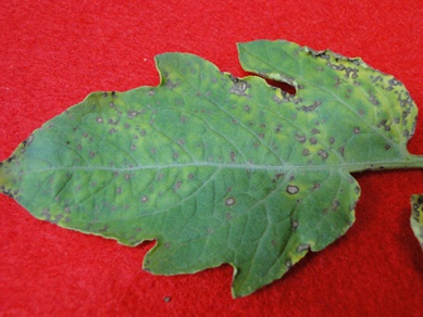 Tomato Septoria Leaf Spot