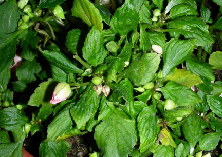 Impatiens downy mildew