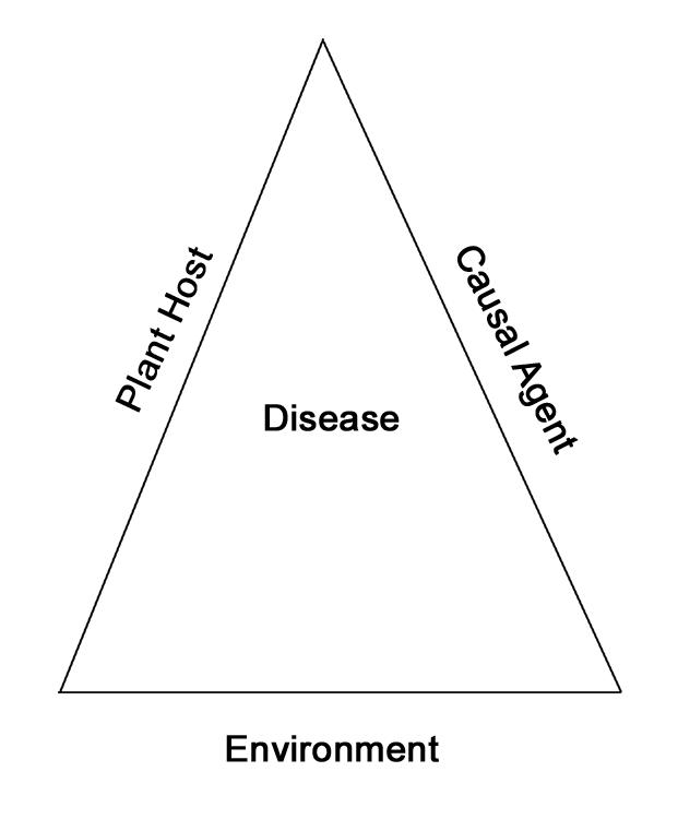 Image of the Disease Triangle: all components are present and disease occurs.