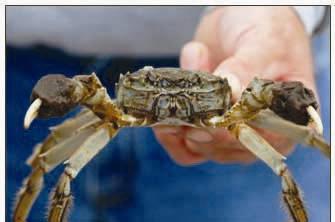 An image of a chinese mitten crab.