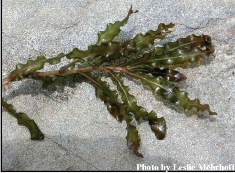 An image of curly pondweed.
