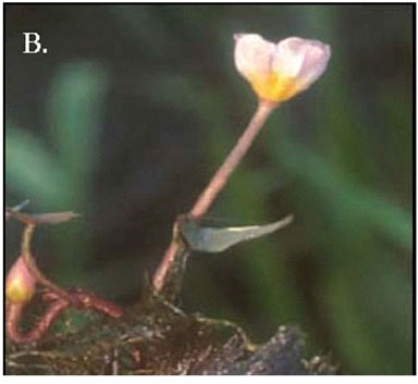 An image of fanwort.