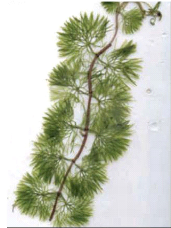 An image of fanwort.