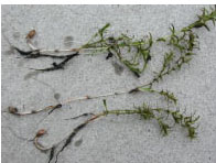 An image of hydrilla
