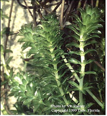 An image of hydrilla.