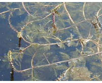An image of milfoil in Lake Hortonia