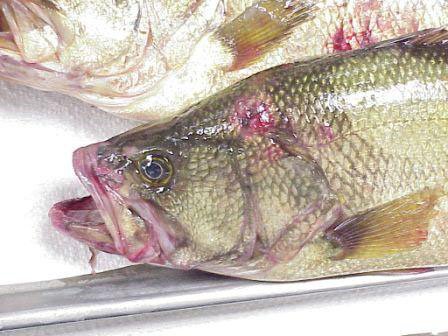 Largemouth Bass Virus