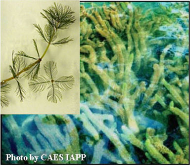 An image of milfoil.