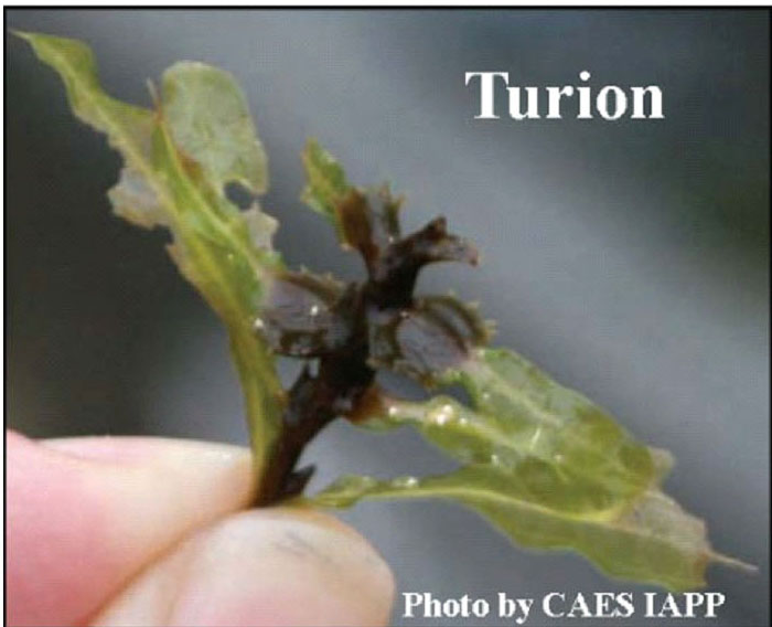 An image of pond weed.