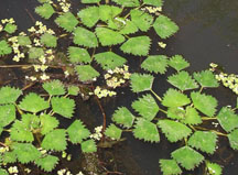An image of water chestnut.
