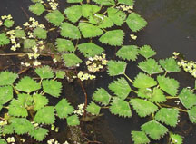 Water chestnut